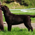 Labrador retriever Chicago Ashburn Basteta
